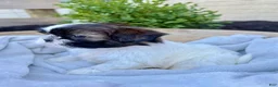 Shih Tzu dogs for sale: AKC Leo - Ad 4