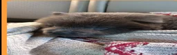 Chow Chow dogs for sale: Blue female  - Ad 3