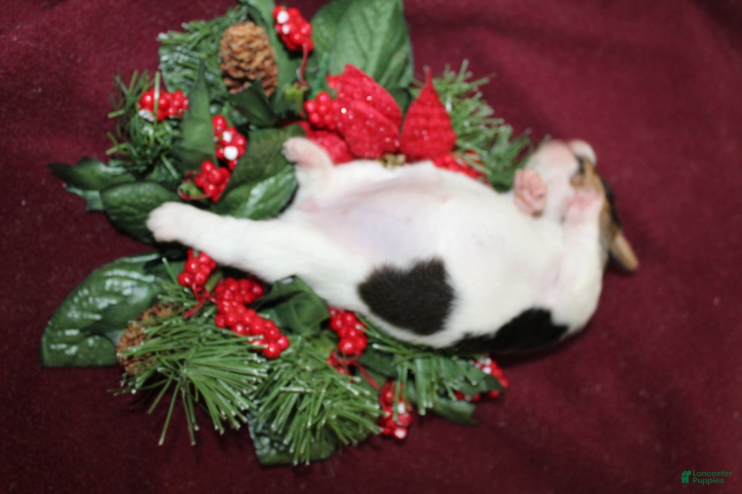 Jack Russell Terrier dogs for sale: HersheyKiss - Ad 2