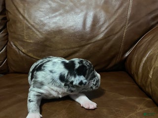 American Pit Bull Terrier dogs - Ad 41