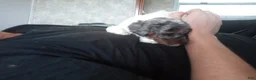 Toy Poodle dogs for sale: Lil Blue Merle girl  - Ad 2