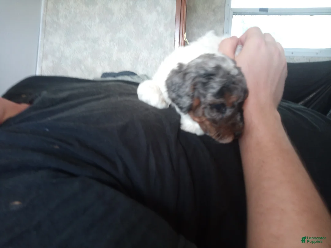 Toy Poodle dogs for sale: Lil Blue Merle girl  - Ad 2
