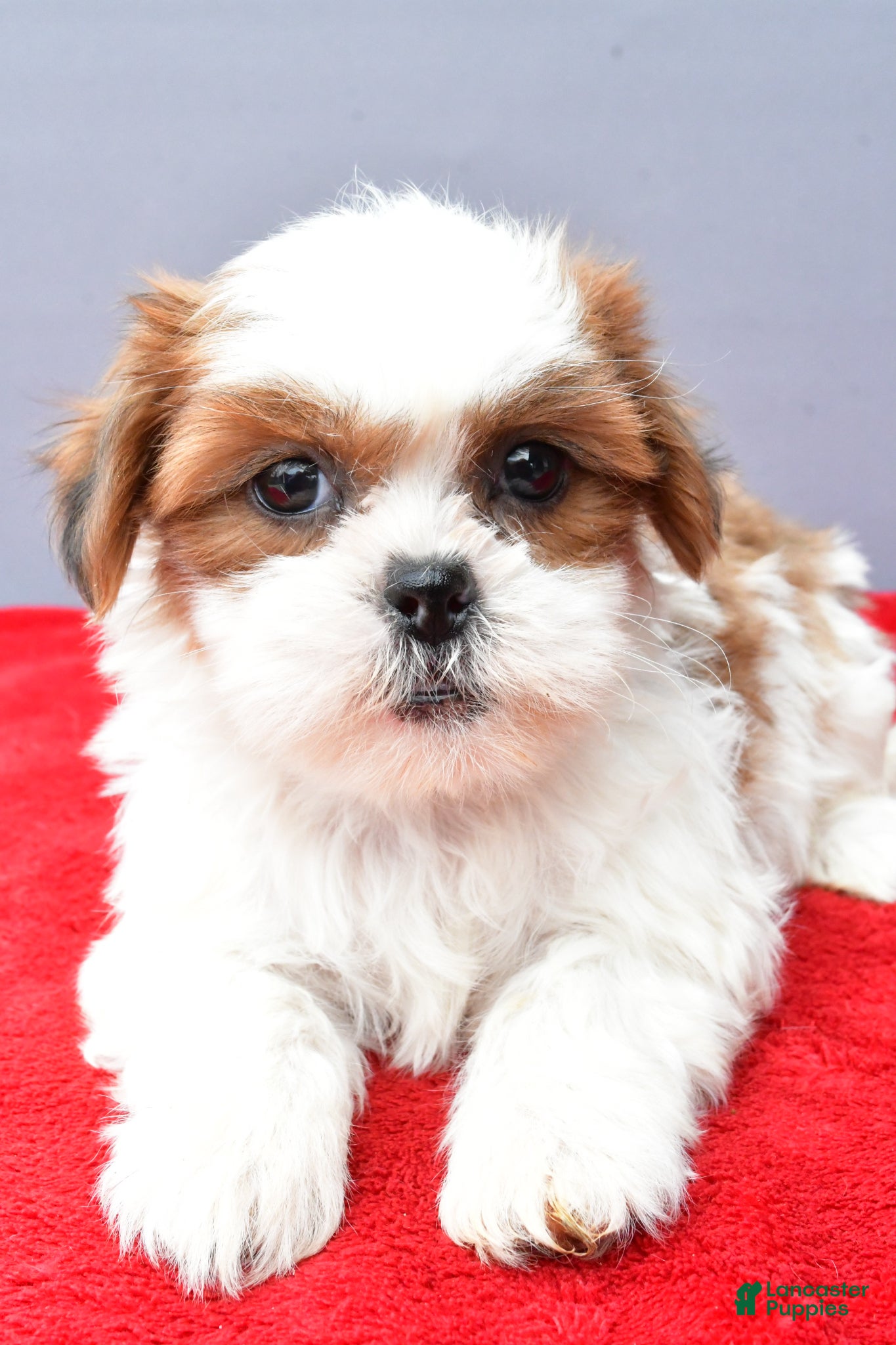 Shih Tzu dogs Sadie - Ad 2