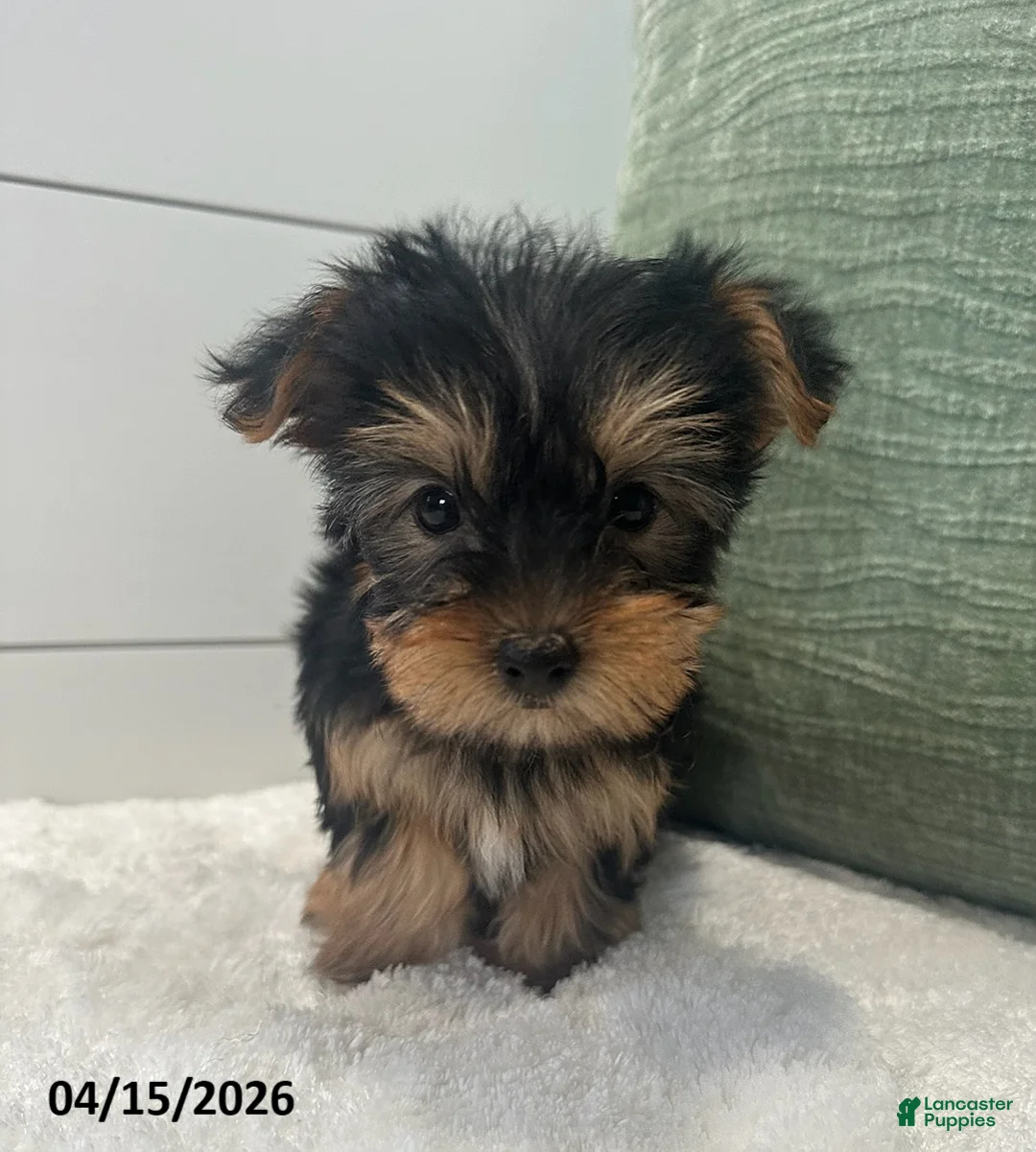 Yorkshire Terrier dogs for sale: Belle - Ad 4