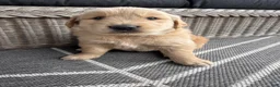 Golden Retriever dogs for sale: Fletcher - Ad 8
