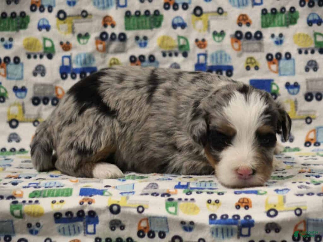 Mini Bernedoodle dogs for sale: Samson - Ad 2