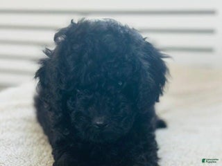 Toy Poodle dogs - Ad 13