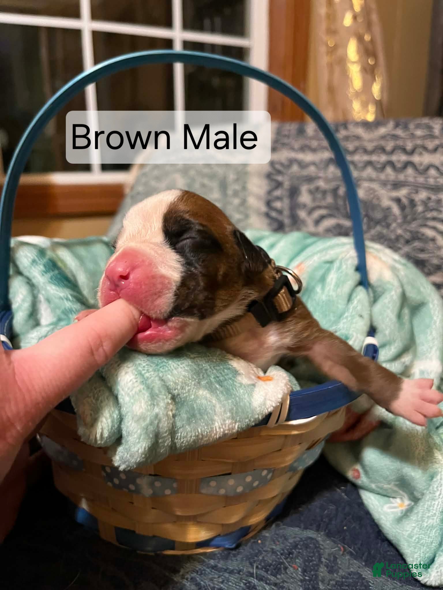 Boxer dogs Brown Male  - Ad 5