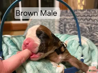 Boxer dogs Brown Male - Ad 5