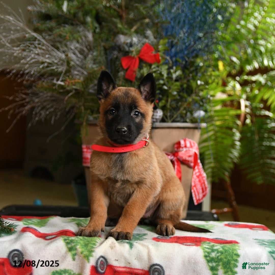 Belgian Malinois dogs for sale: Strawberry - Ad 5