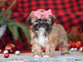 Lhasa Apso dogs Allie - Ad 3