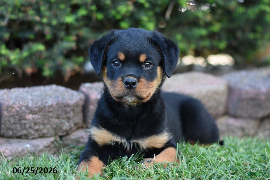 Rottweiler dogs Lamber - Ad 1