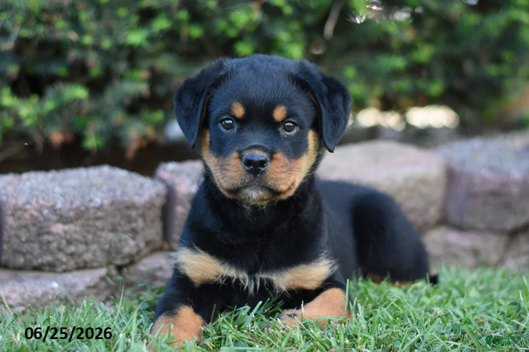 Rottweiler dogs for sale: Lamber - Ad 1