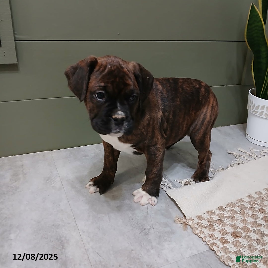 Boxer dogs for sale: Denali - Ad 2