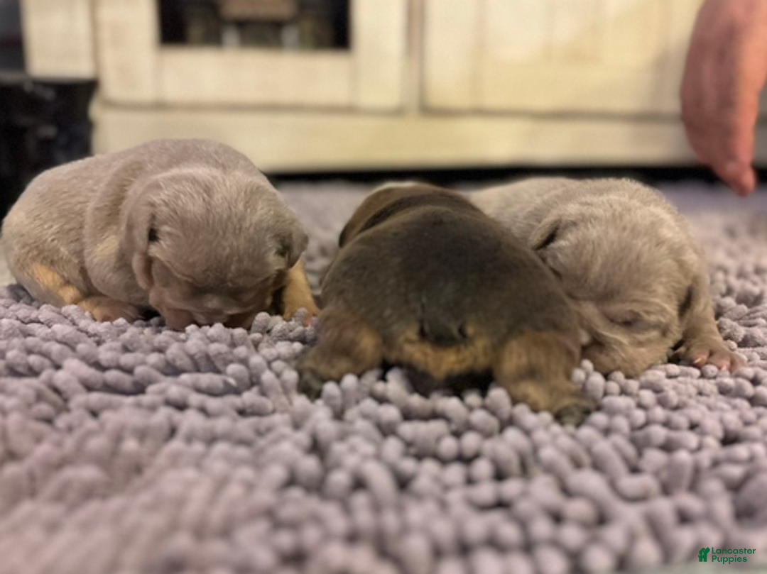 English Bulldog dogs for sale: Emma - Ad 2