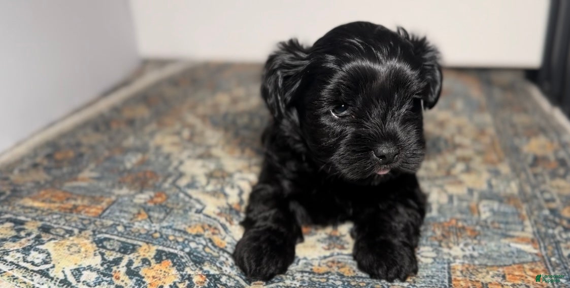 Mixed Breed dogs Queen - Ad 14