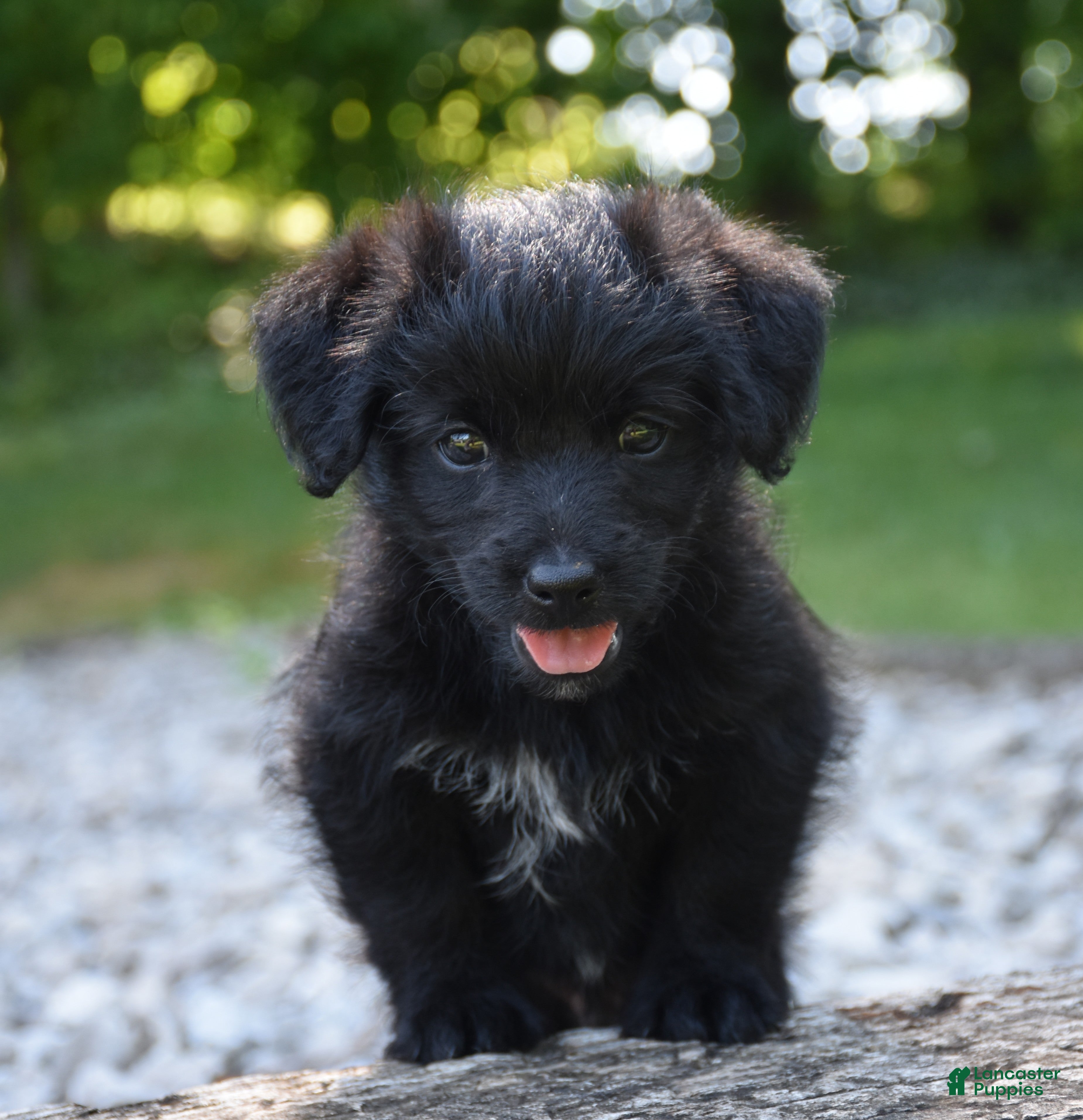 Bordoodle dogs Rex - Ad 2