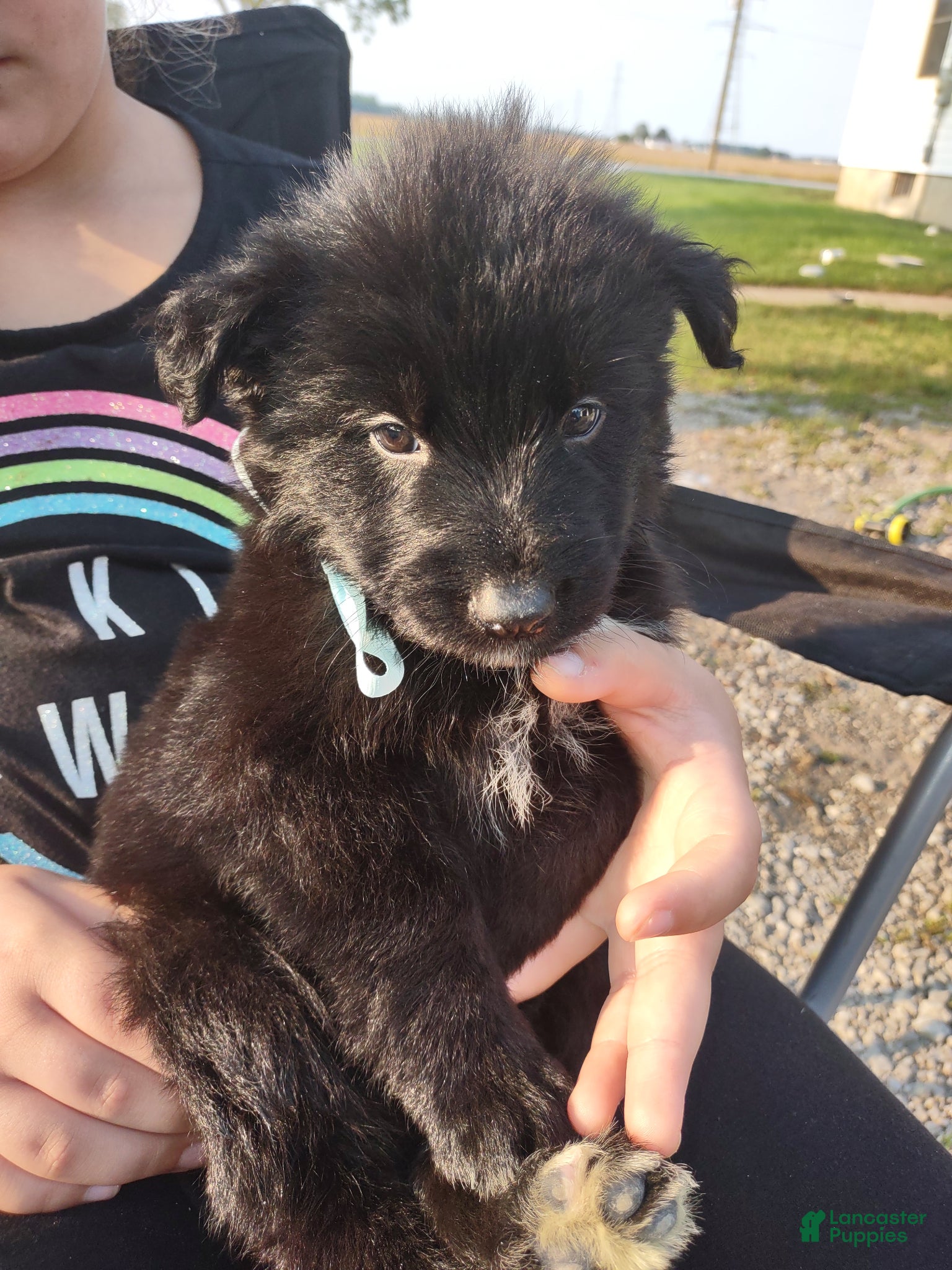 German Shepherd dogs German Shepherd Puppy 4 - Ad 17
