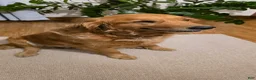 Golden Retriever dogs for sale:  Lucy - Ad 4