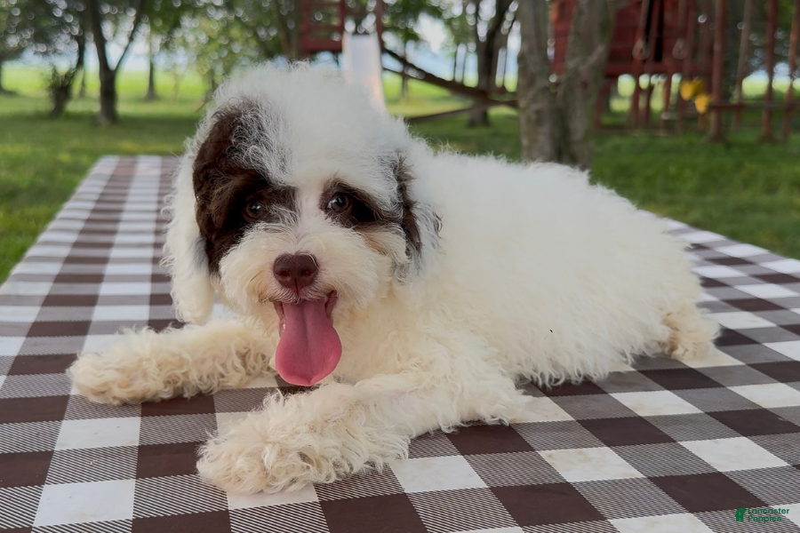 Mini Bernedoodle dogs Taco - Ad 22