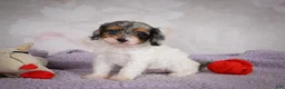 Cavapoo dogs for sale: Molly - Ad 4