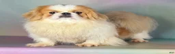 Pekingese dogs for sale: Akc Delilah DNA OFA GC Sired  - Ad 12