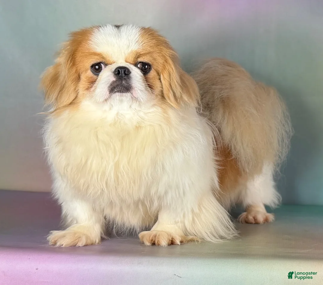Pekingese dogs for sale: Akc Delilah DNA OFA GC Sired  - Ad 12