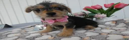 Chorkie dogs for sale: Chorkie 2 Polly - Ad 2