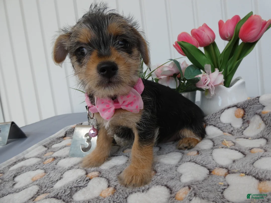 Chorkie dogs for sale: Chorkie 2 Polly - Ad 2
