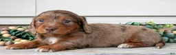 Miniature Dachshund dogs for sale: Lyla - Ad 2