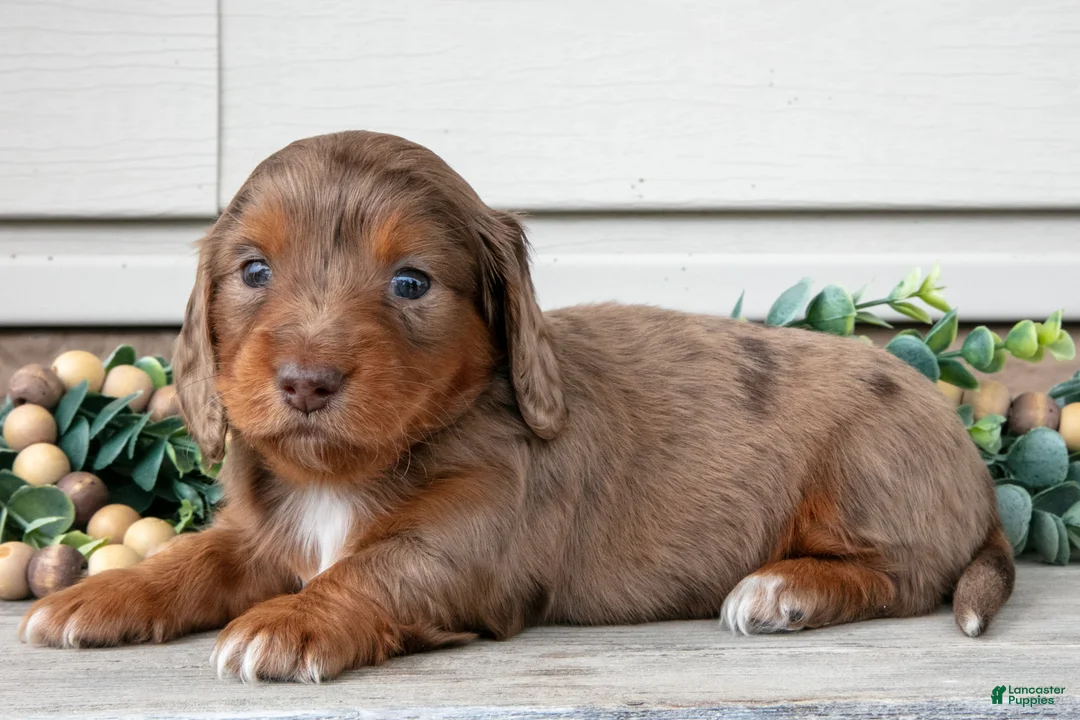 Miniature Dachshund dogs for sale: Lyla - Ad 2