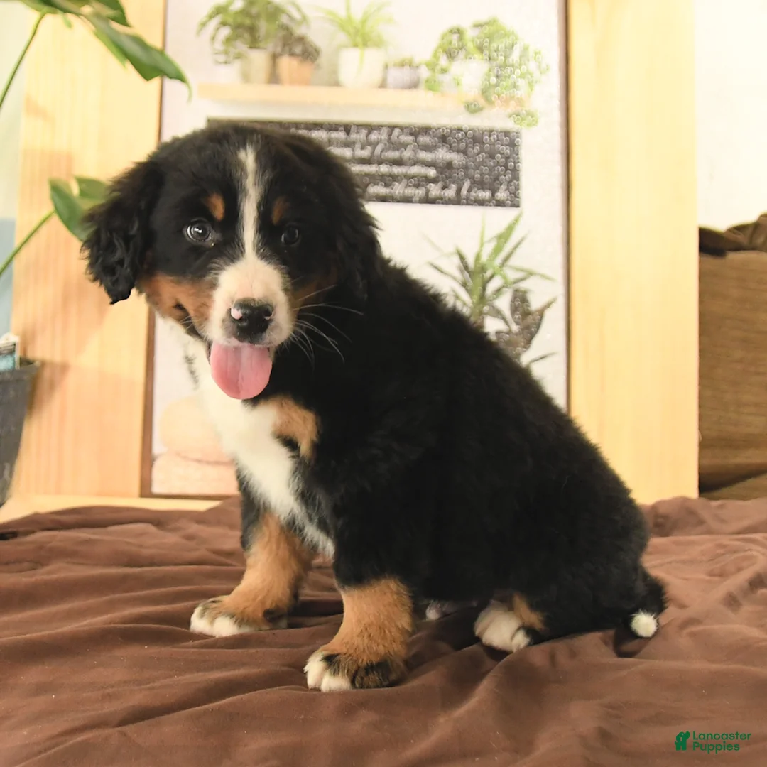 Bernedoodle dogs for sale: Rambo - Ad 5