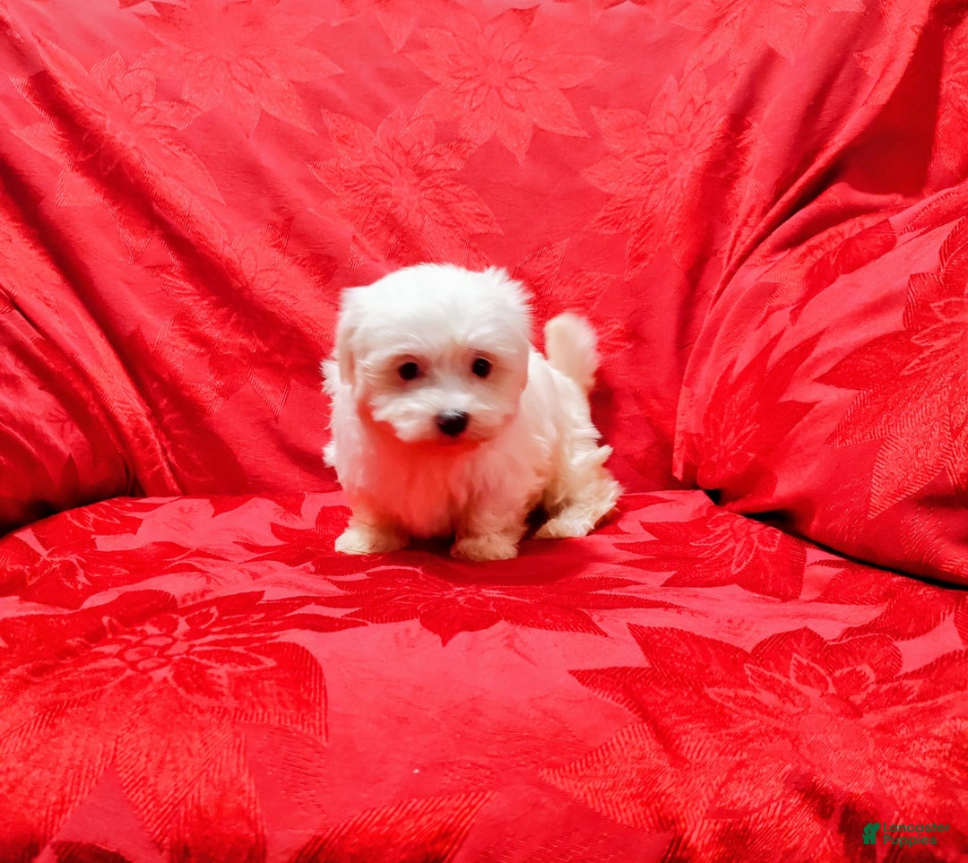Maltese dogs for sale: Sophie - Ad 4