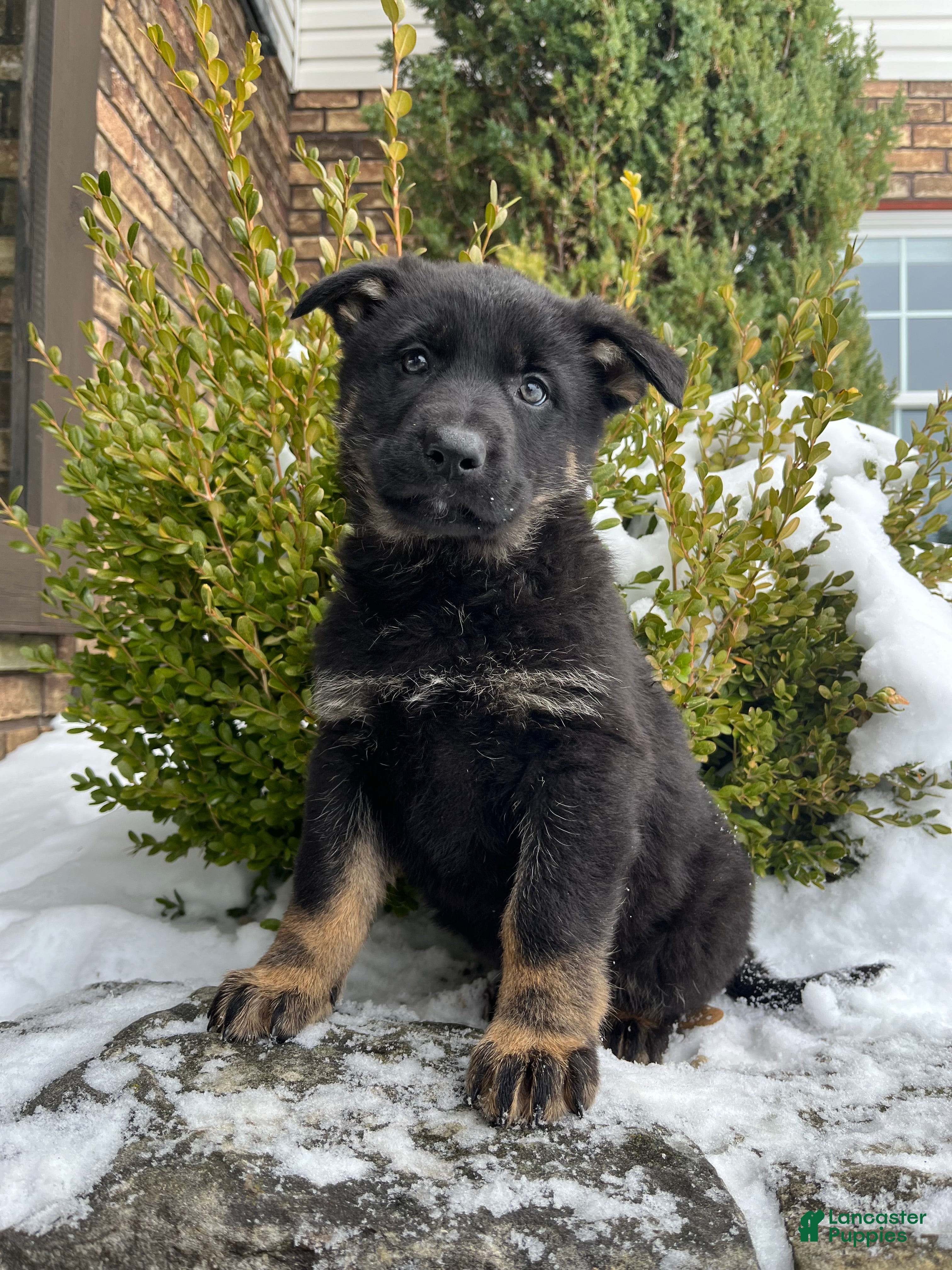 German Shepherd dogs Opal - Ad 5