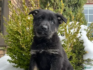 German Shepherd dogs Opal - Ad 5