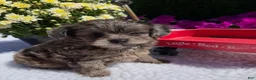 Pomapoo dogs for sale: Kyah - Ad 1