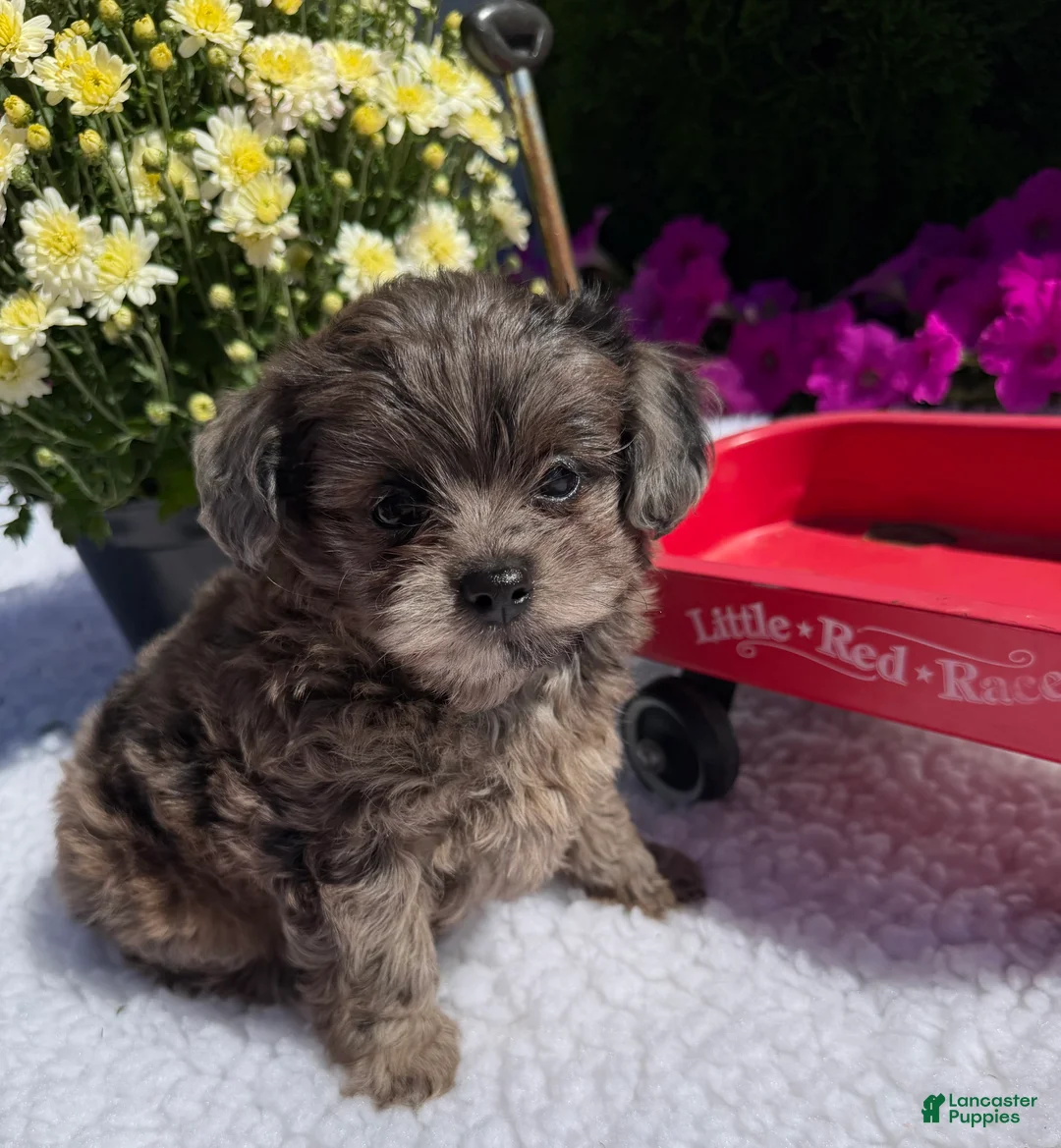 Pomapoo dogs for sale: Kyah - Ad 1