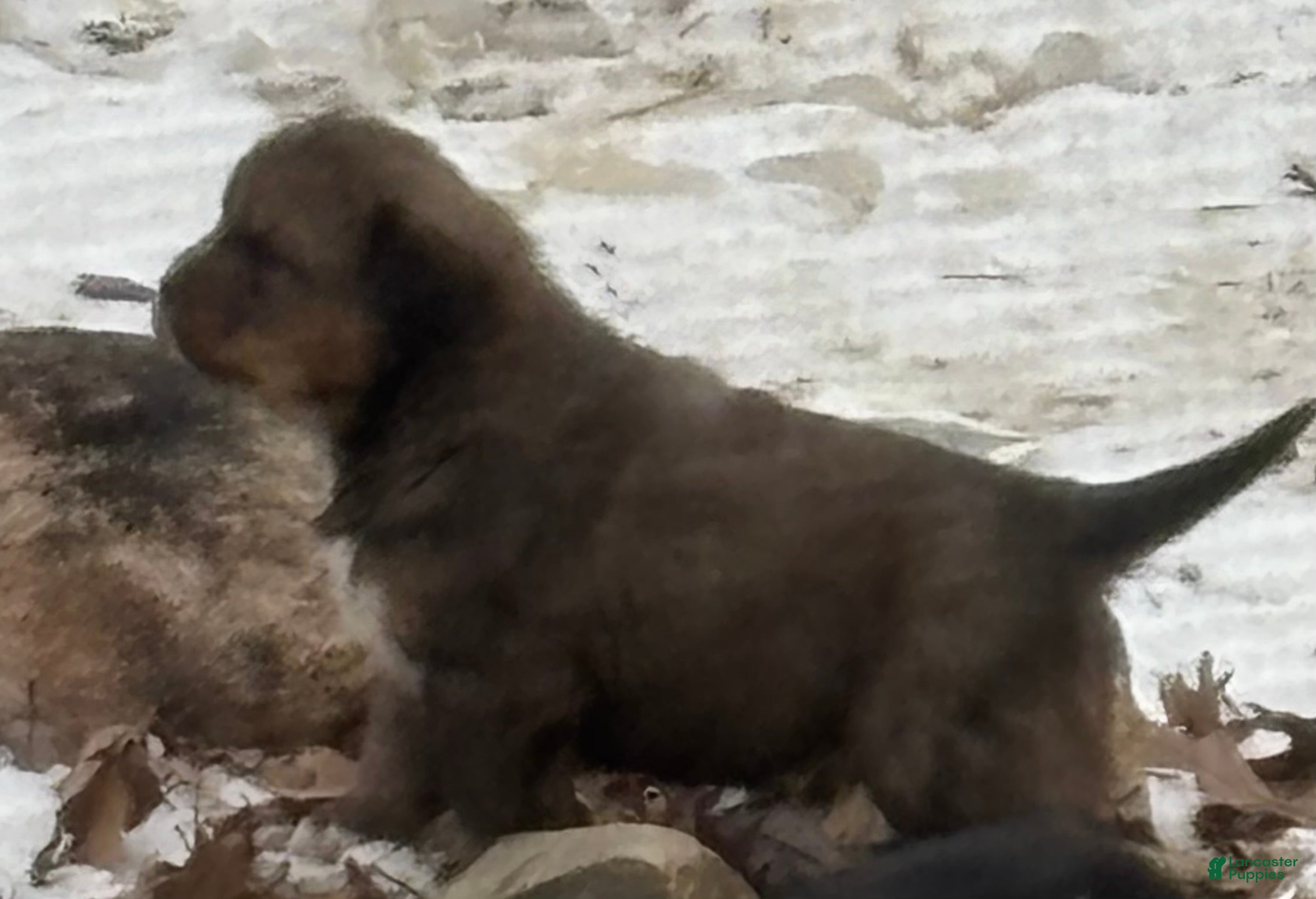 Mixed Breed dogs Tibetan Mastiff/Bernese Mountain Dog Male 1 - Ad 18