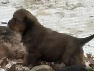 Mixed Breed dogs Tibetan Mastiff/Bernese Mountain Dog Male 1 - Ad 18