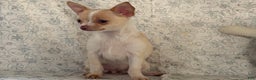 Chihuahua dogs for sale: Kora - Ad 1