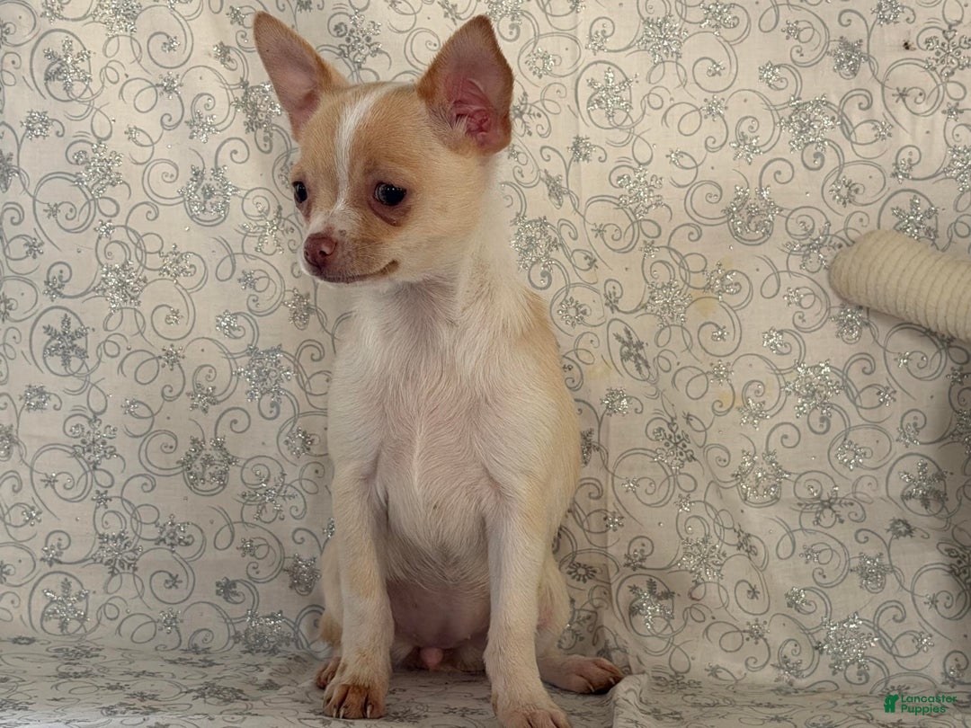 Chihuahua dogs for sale: Kora - Ad 1