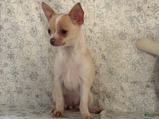 Chihuahua dogs Kora - Ad 35