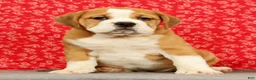 Beabull dogs for sale: Zoey - Ad 3