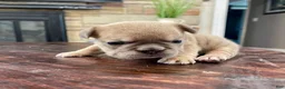 French Bulldog dogs for sale: Nebula - Ad 4