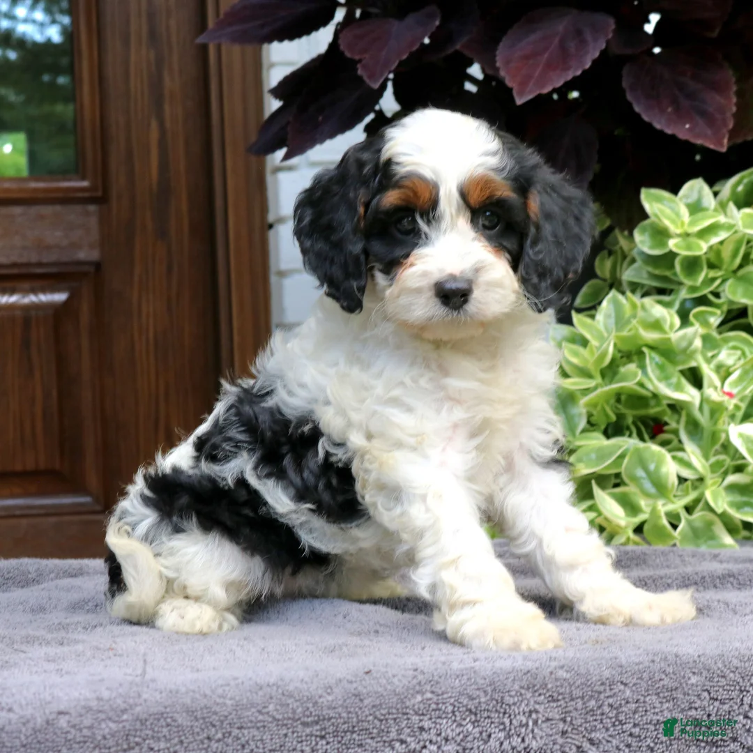Cavapoo dogs for sale: Cora  - Ad 1