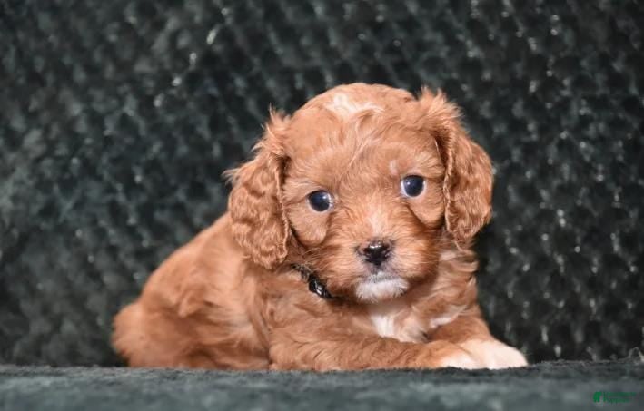 Cavapoo dogs Jayson - Ad 42