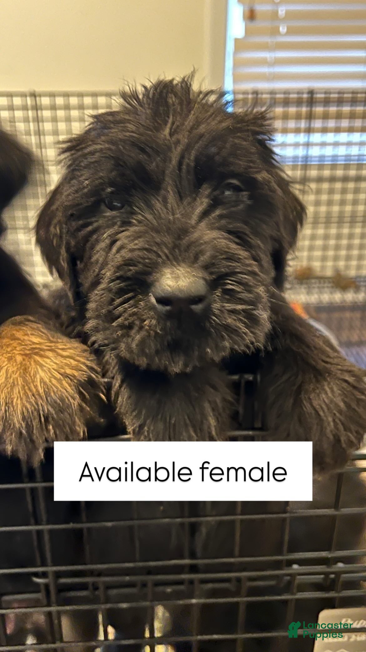 Giant Schnauzer dogs MAPLE Giant Schnauzer Girl  - Ad 2