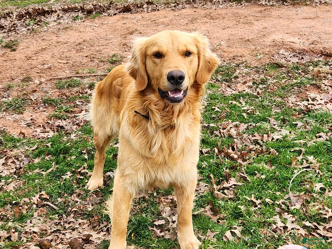 Golden Retriever dogs for sale: Rosie - Ad 5