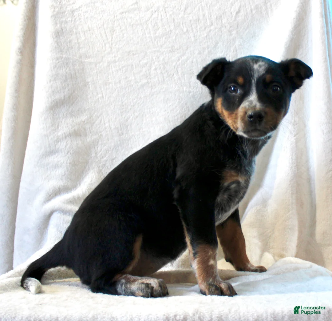 Australian Cattle Dog dogs for sale: Lexi - Ad 6