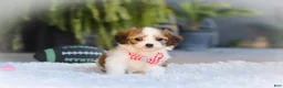Cavachon dogs for sale: Scout - Ad 9